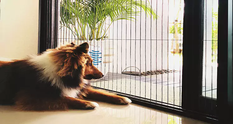 Sliding Screen Pet Door Repair in Fairfield, CA