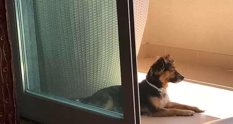 French Door Pet Screen Repair in Fairfield, CA